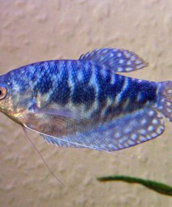 Blue Gourami