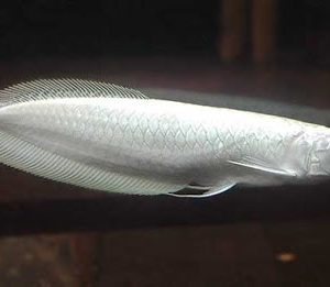 Ngân Long