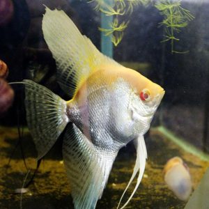 Ông Tiên Mắt Đỏ