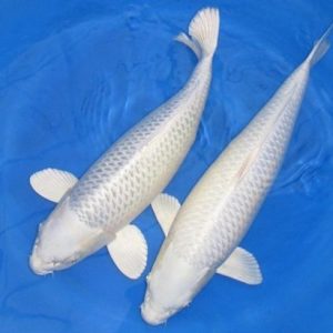 Cá Koi Trắng