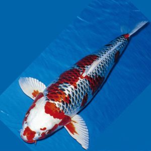 Cá Koi Trắng Đỏ Đuôi Cụt