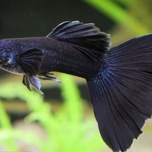 7 màu Full Black