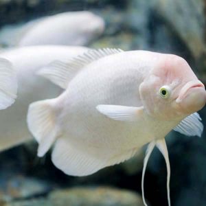 giant-gourami-300x300-1