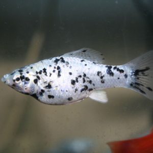 Trân Châu Muối Tiêu