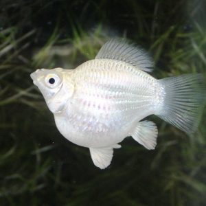 Bình tích Trắng