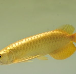 Quá Bối