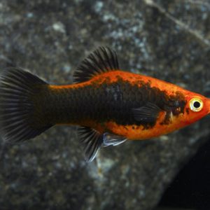Lựu Đen