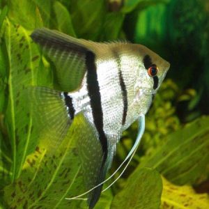 Ông Tiên Xanh 3 Sọc