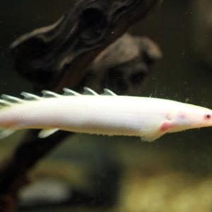 Khủng Long Trắng Albino