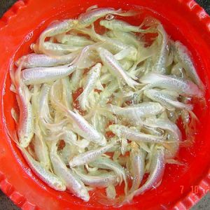 Koi Bướm Trắng