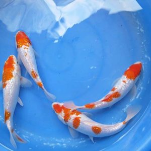 Koi Trắng Đỏ Kim Tuyến