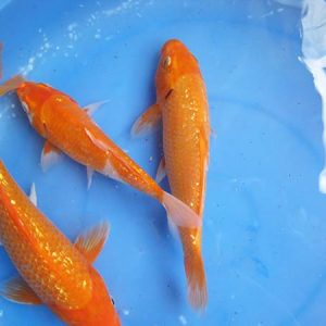 Koi Đỏ Kim Tuyến