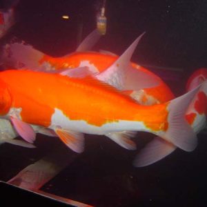 Koi Da Trơn